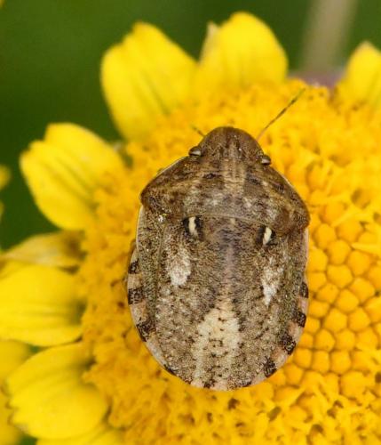 Réf. 231 293 : Eurygaster maura